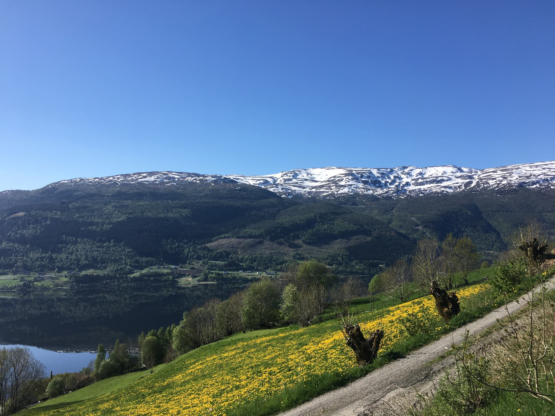 Snødekte fjelltoppar over Voss med blomstereng i forgrunnen