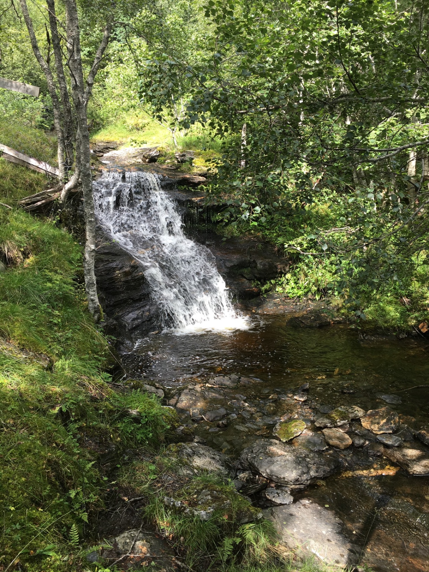 Liten foss og bekk i skogen ved hytta om sommaren