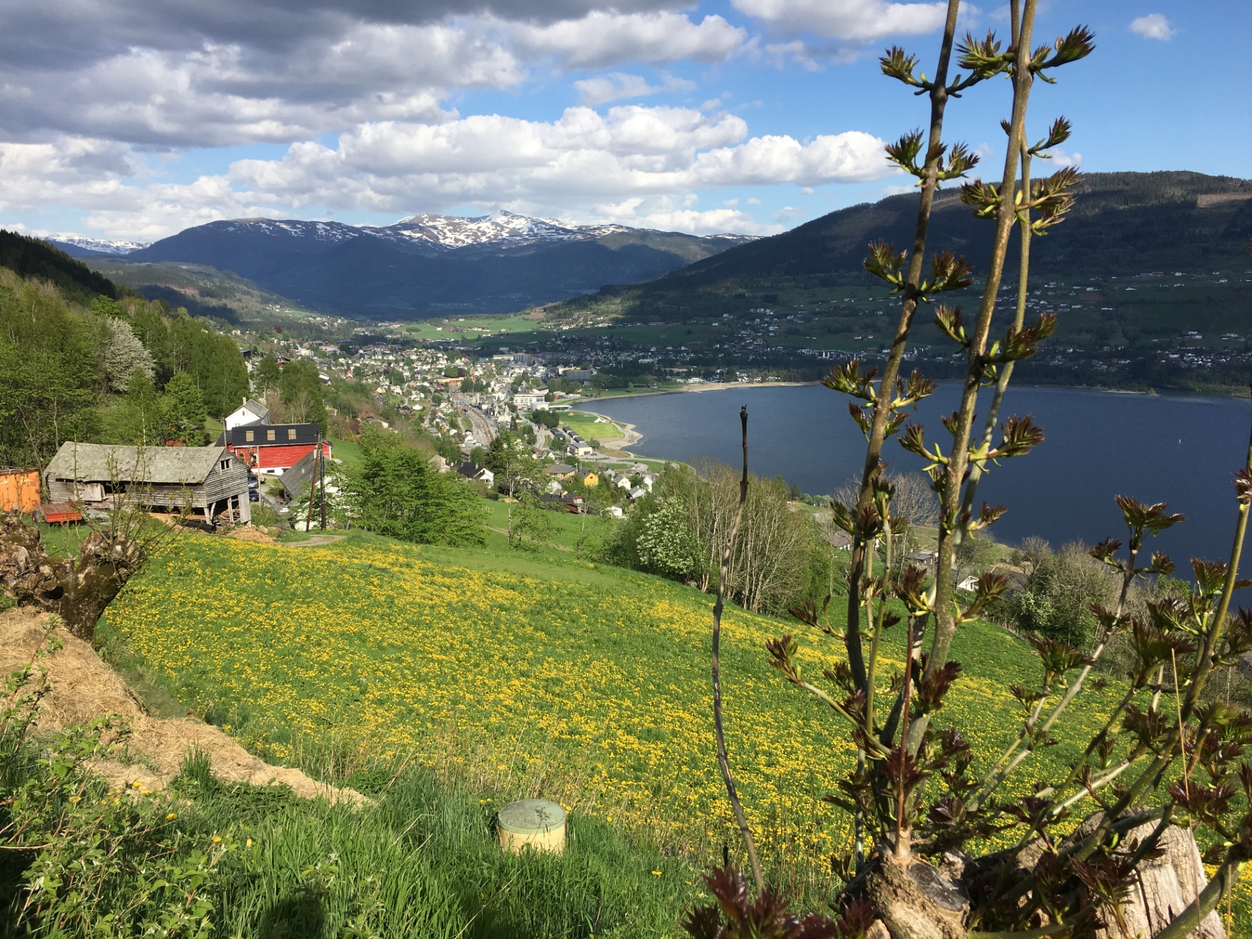 Voss sentrum og Vangsvatnet sett frå åssida ein vårdag med løvetannmark